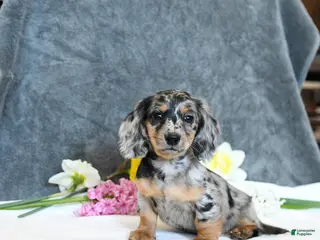 Miniature Dachshund dogs for sale: Everett - Ad 2