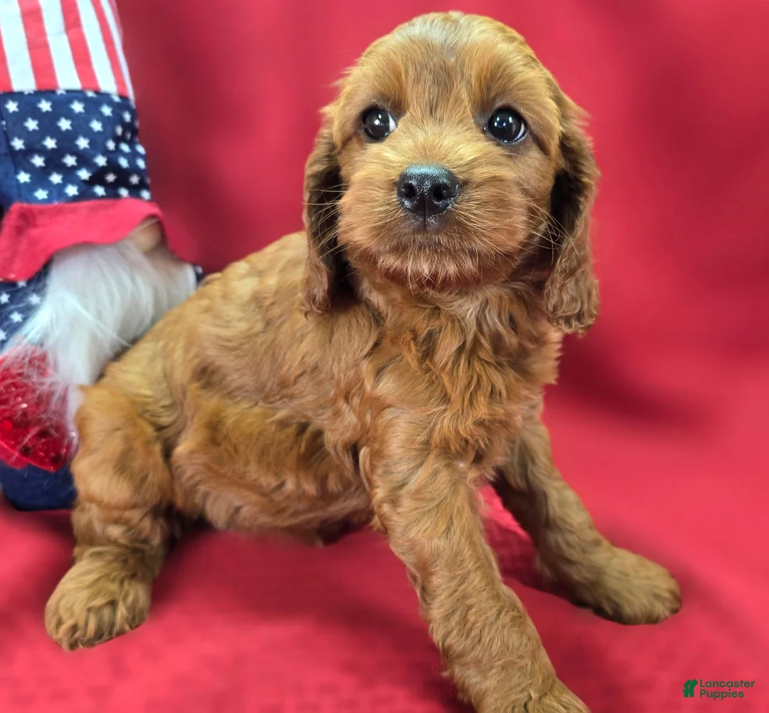 Cockapoo dogs for sale: Prada - Ad 2