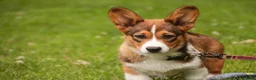 Welsh Corgi Pembroke dogs for sale: Giselle - Ad 5