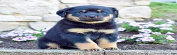 Rottweiler dogs for sale: Rudy - Ad 5