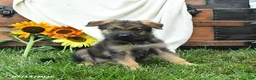 German Shepherd dogs for sale: Oasis - Ad 3