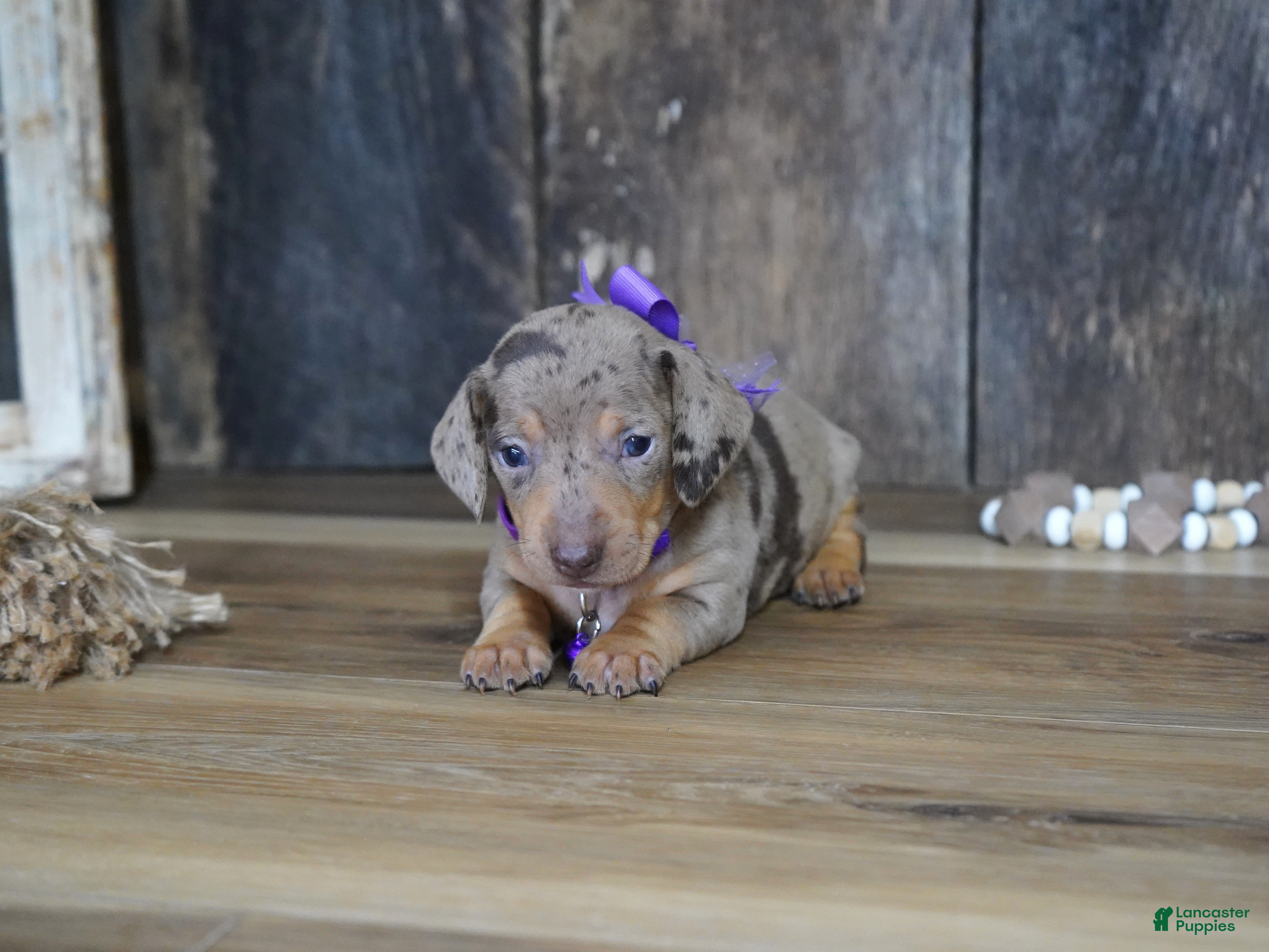 Miniature Dachshund dogs Haley - Ad 36