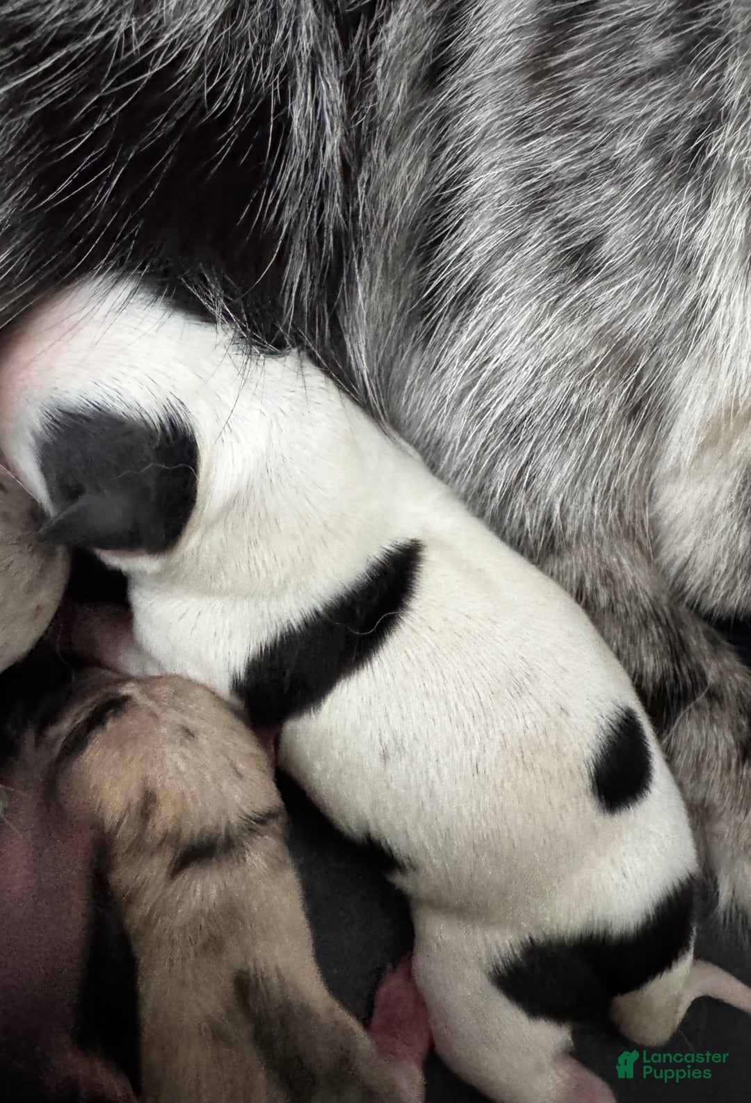 Pomsky dogs for sale: Pomsky Puppy 1 white with black spots male - Ad 2