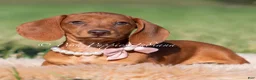 Miniature Dachshund dogs for sale: Moxie AKC - Ad 3