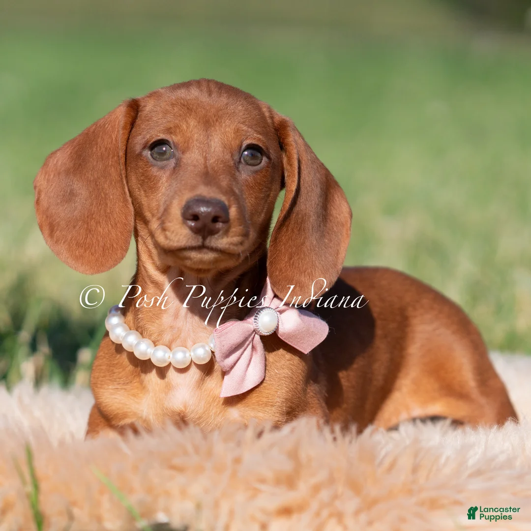 Miniature Dachshund dogs for sale: Moxie AKC - Ad 3