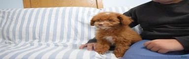 Dahlia 🐶