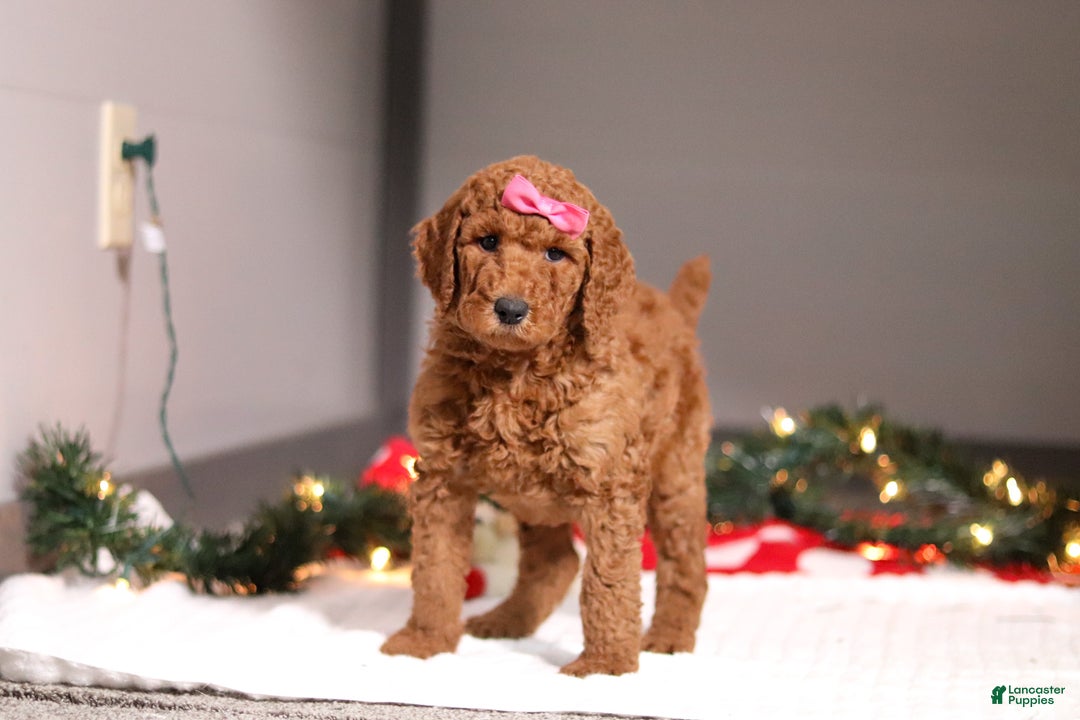 Standard Poodle dogs for sale: Lainey - Ad 4