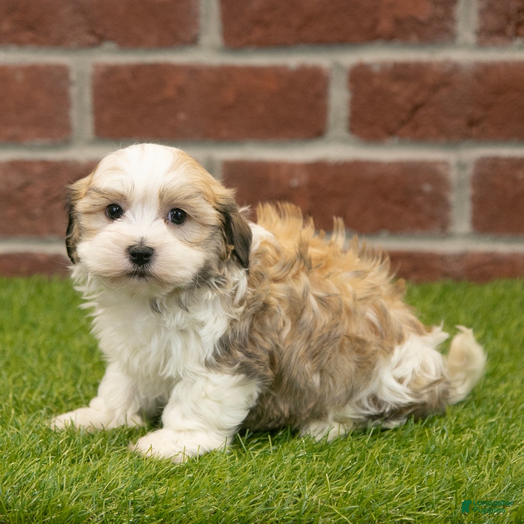 Havapoo dogs for sale: Barney - Ad 7