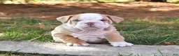 English Bulldog dogs for sale: Felicity - Ad 4