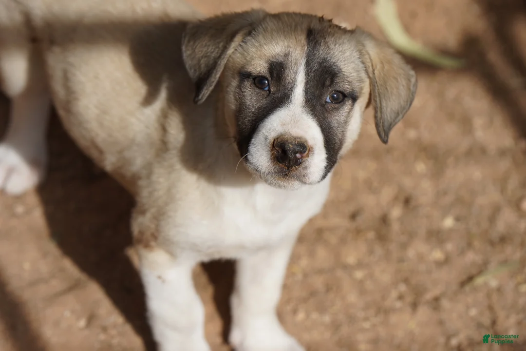 Mixed Breed dogs for sale: Bansky Blonde 1 F - Ad 2