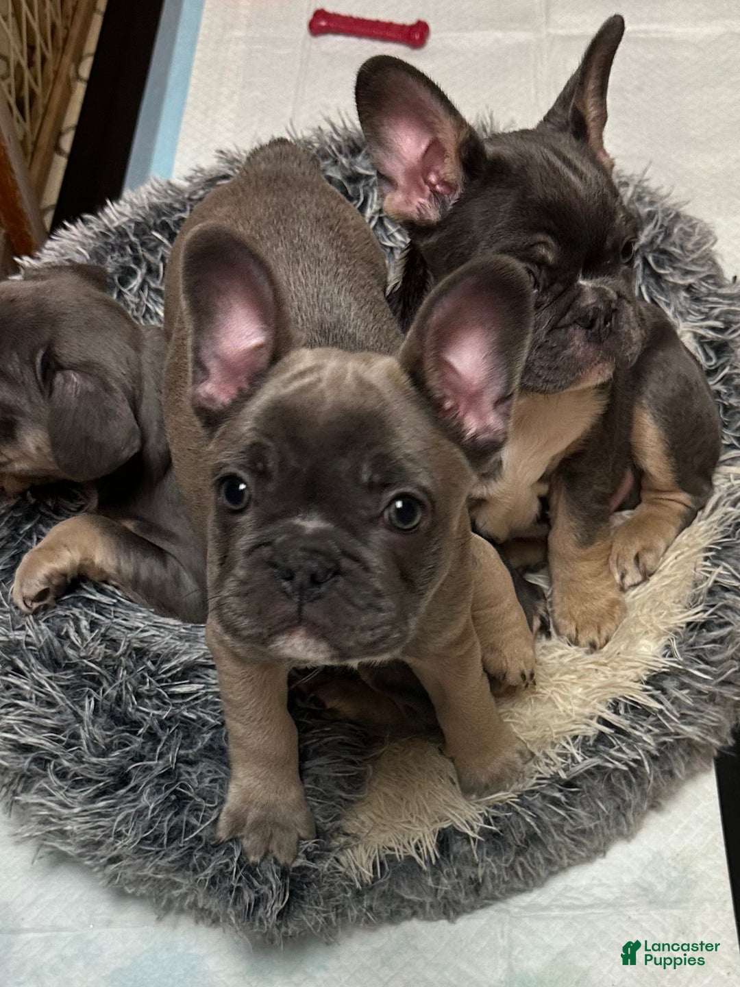 French Bulldog dogs for sale: Hugo - Ad 16