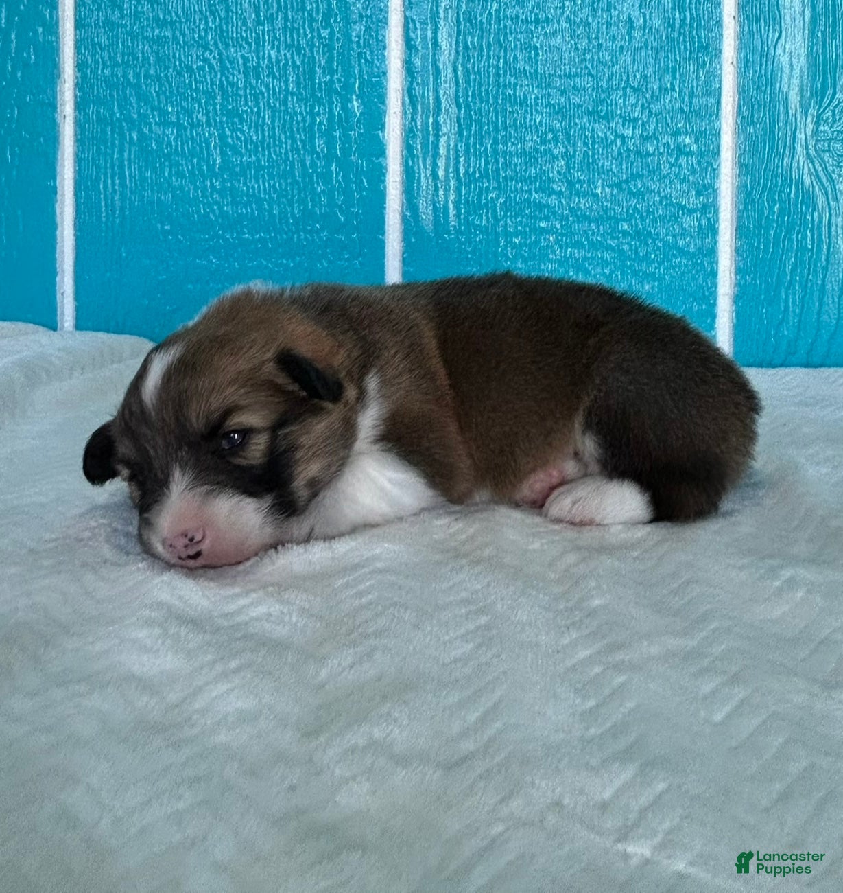 Welsh Corgi Pembroke dogs Roland Welsh Corgi Pembroke Puppy  - Ad 2