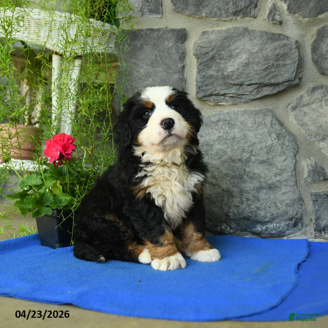 Bernese Mountain Dog dogs for sale: Autumn - Ad 3