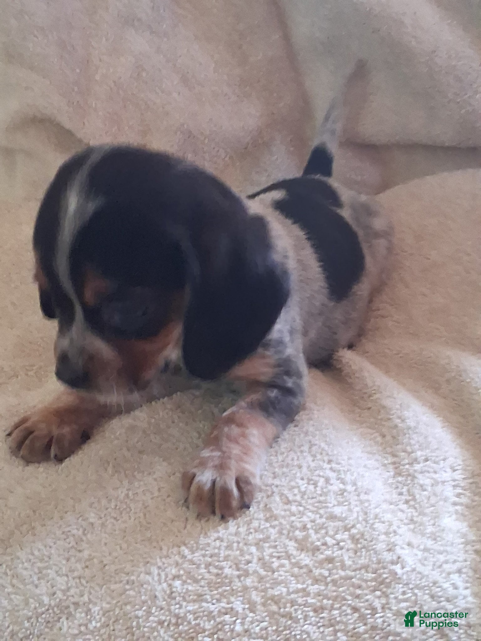 Mixed Breed dogs Roxy  - Ad 1