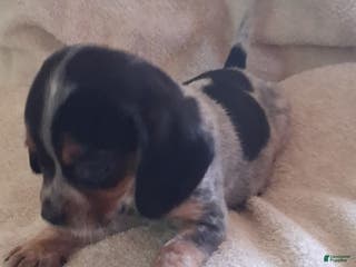 Mixed Breed dogs Roxy - Ad 7