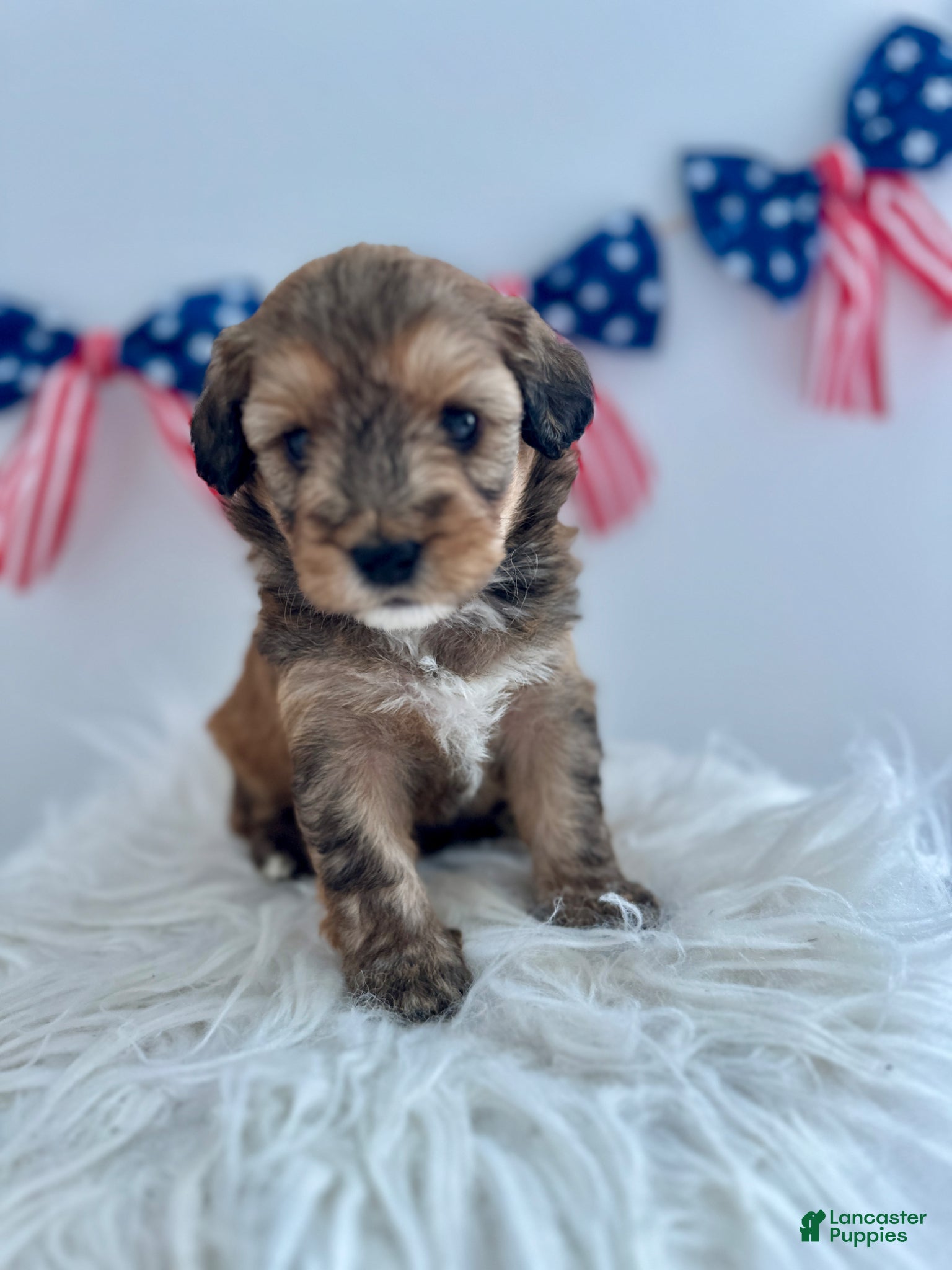 Mini Aussiedoodle dogs Mini Aussiedoodle Puppy 4 - Ad 2