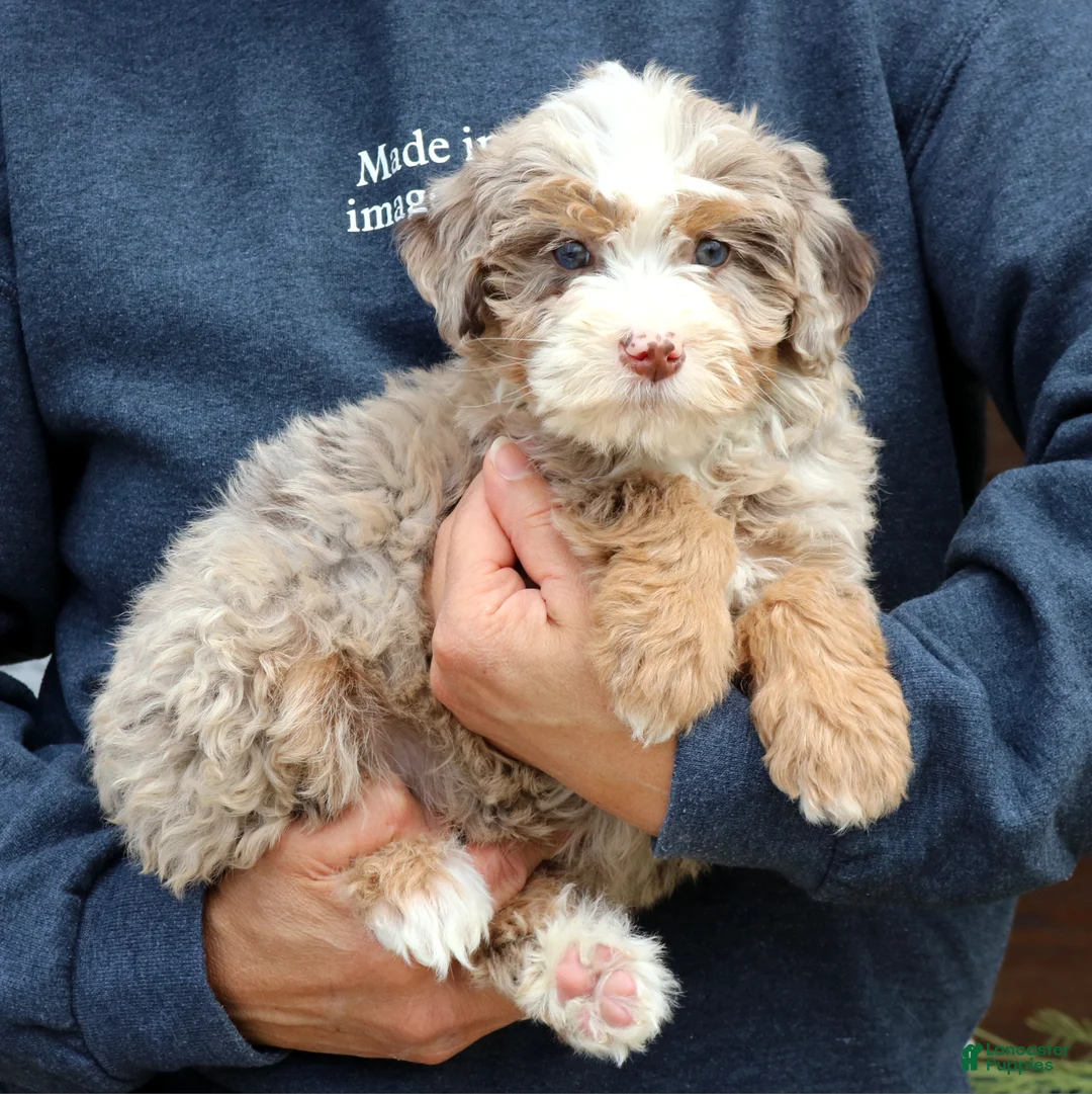 Mini Bernedoodle dogs for sale: Vanessa  - Ad 4