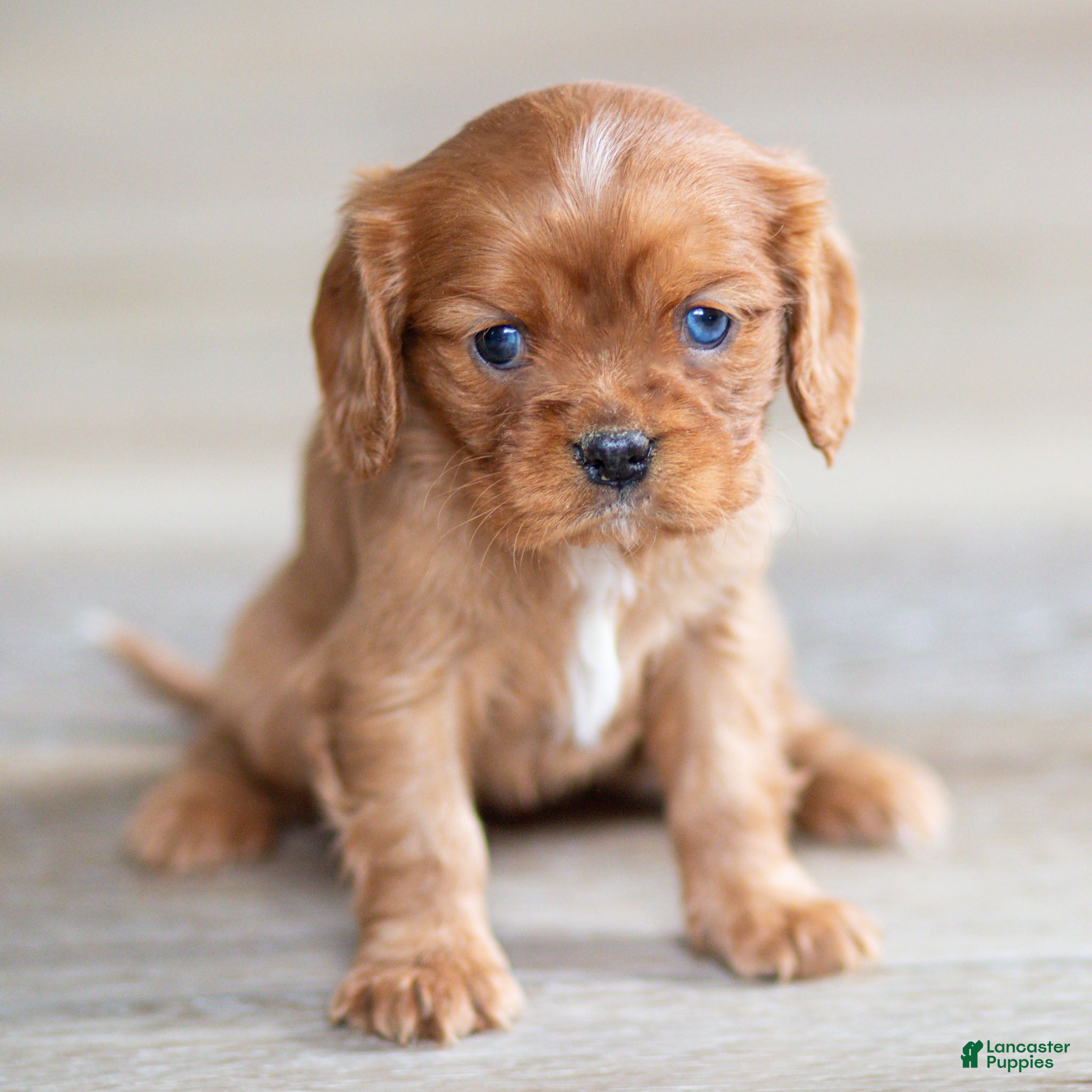 Cavalier King Charles Spaniel dogs Twlight Cavalier King Charles Spaniel Puppy  - Ad 1