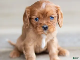 Cavalier King Charles Spaniel dogs for sale: Twlight Cavalier King Charles Spaniel Puppy - Ad 4