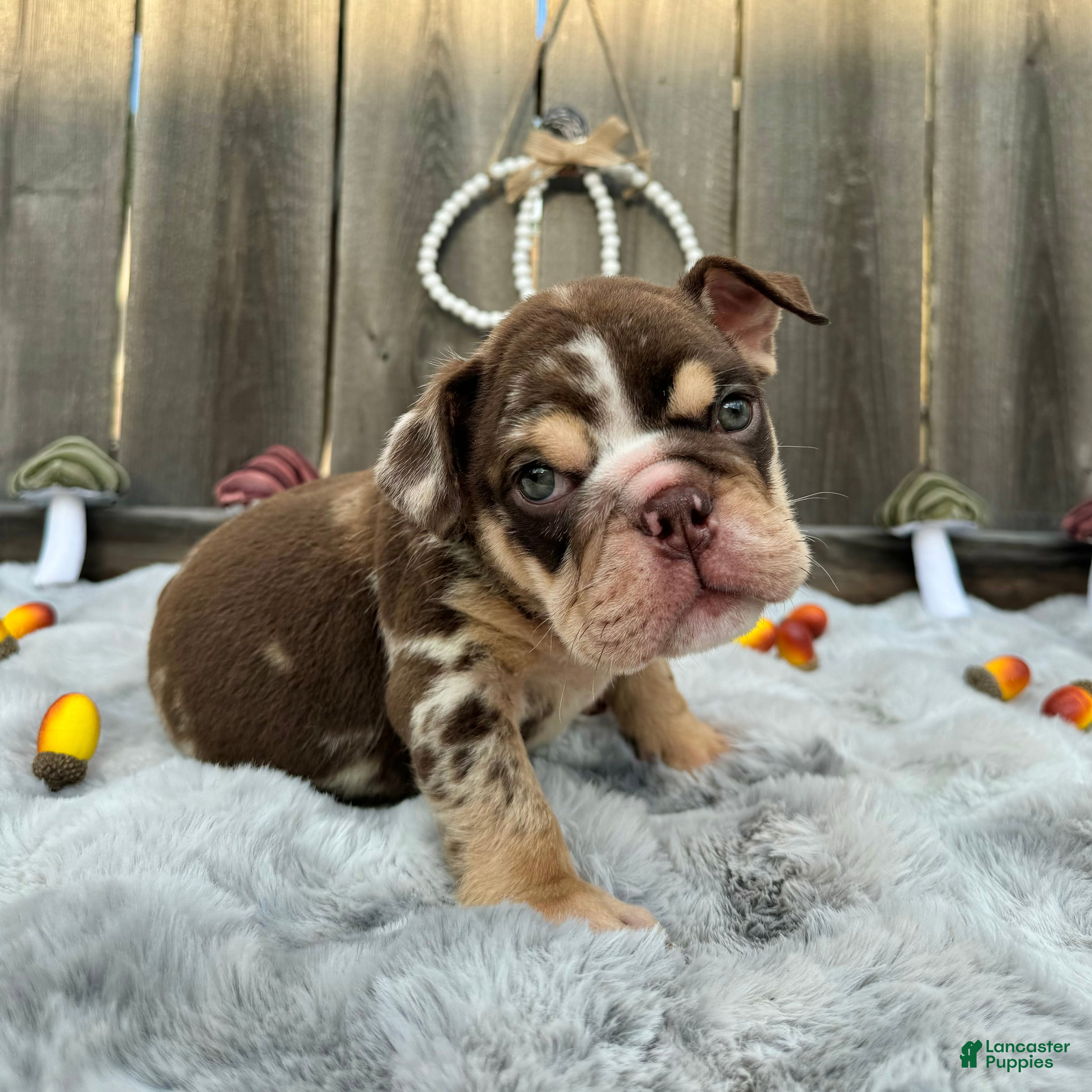 English Bulldog dogs Fiona - Ad 1