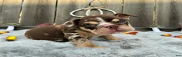 English Bulldog dogs for sale: Fiona - Ad 1