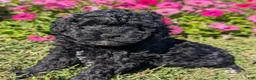 Toy Poodle dogs for sale: Oreo - Ad 5