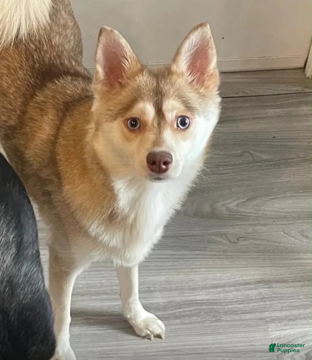 Alaskan Klee Kai dogs for sale: Alaskan Klee Kai Puppy 2 - Ad 3
