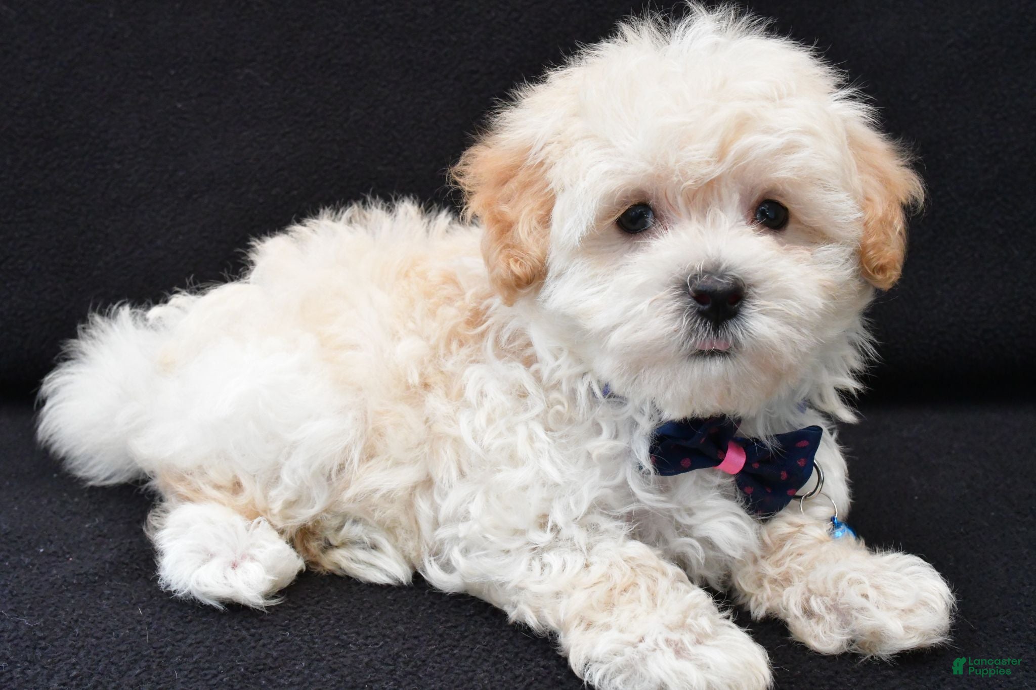 Maltipoo dogs Vince - Ad 2