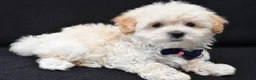 Maltipoo dogs for sale: Vince - Ad 2