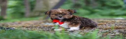 Shorkie dogs for sale: Frisky - Ad 6