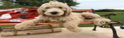 Mixed Breed dogs for sale: Chip (Boy) - Ad 6