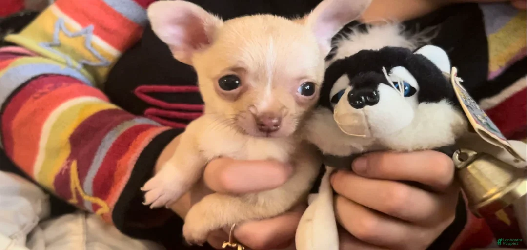 Gallery Image {{count}}