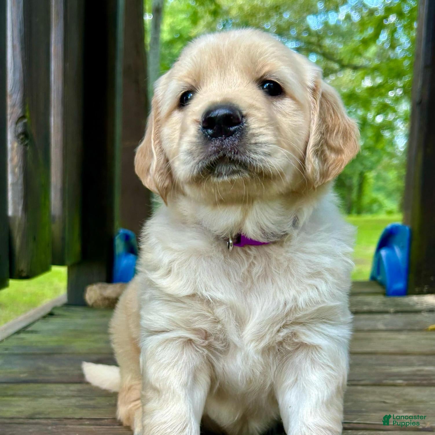 Golden Retriever dogs Ruf - Ad 2