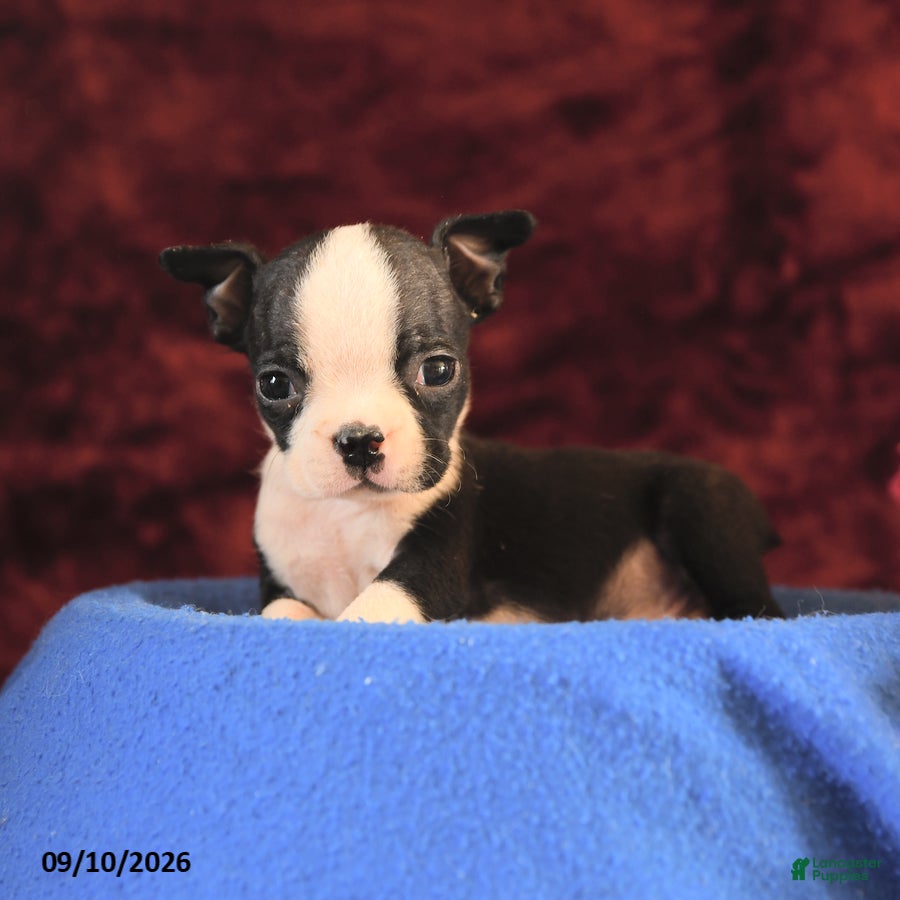 Boston Terrier dogs Chuck - Ad 2