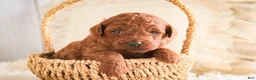 Miniature Poodle dogs for sale: Clara - Ad 4