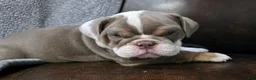 English Bulldog dogs for sale: Bailey - Ad 1