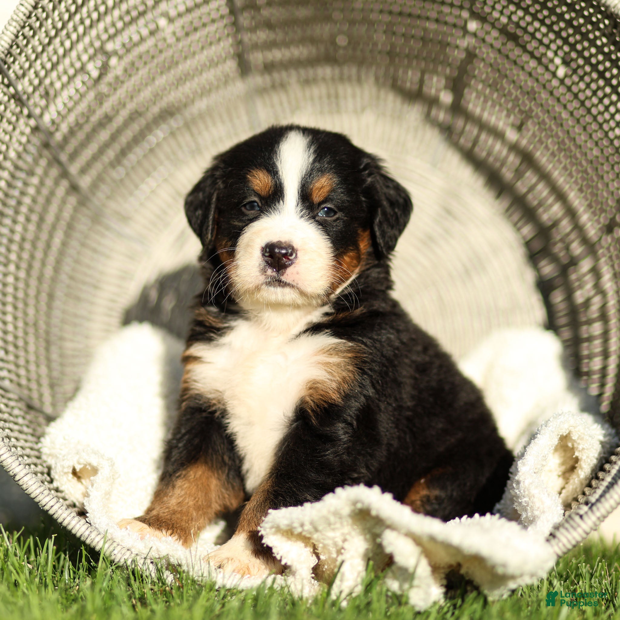 Bernese Mountain Dog dogs Janita Bernese Mountain Dog  - Ad 2
