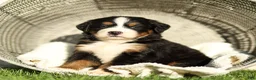Bernese Mountain Dog dogs for sale: Janita Bernese Mountain Dog  - Ad 2
