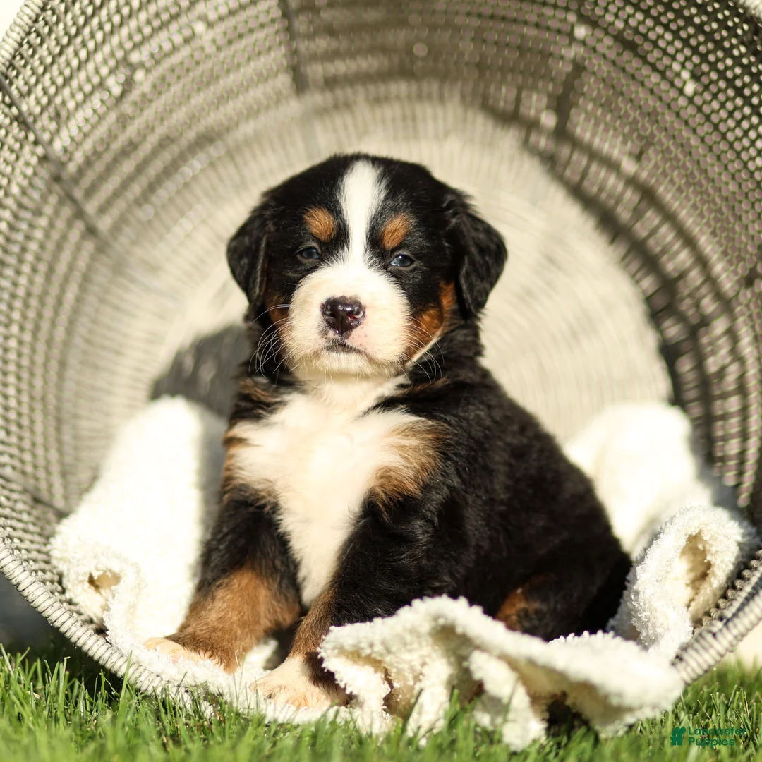 Bernese Mountain Dog dogs for sale: Janita Bernese Mountain Dog  - Ad 2