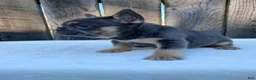 French Bulldog dogs for sale: Dexter - Ad 4
