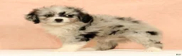 Mini Aussiedoodle dogs for sale: Macey - Ad 5