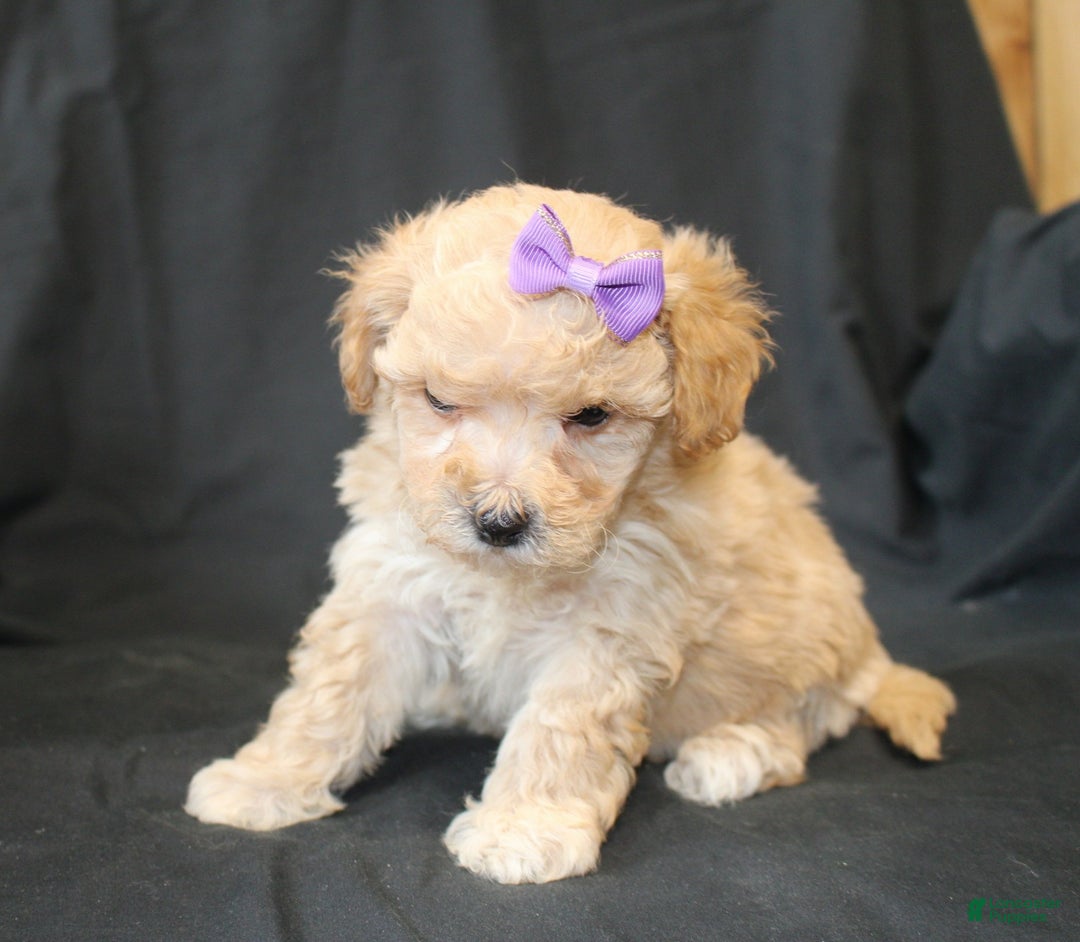 Bichpoo dogs for sale: Betty - Ad 4