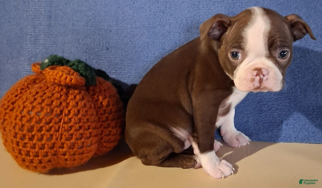 Boston Terrier dogs for sale: Inez - Ad 1