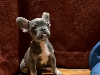 French Bulldog dogs Miss Violet - Ad 30