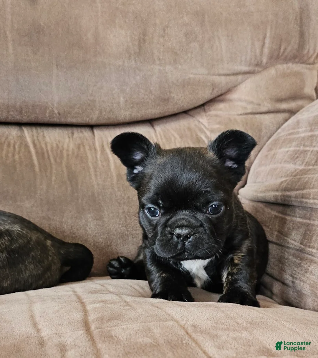 Mixed Breed dogs for sale: JimJam 75% French - Ad 1