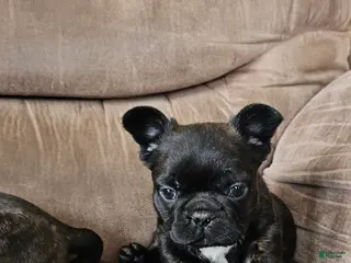 Mixed Breed dogs JimJam 75% French - Ad 28