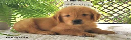 Golden Retriever dogs for sale: Dreamy - Ad 2