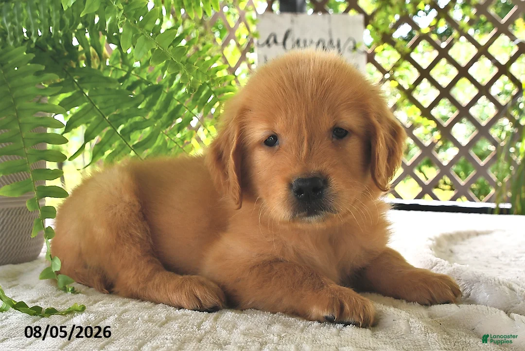 Golden Retriever dogs for sale: Dreamy - Ad 2
