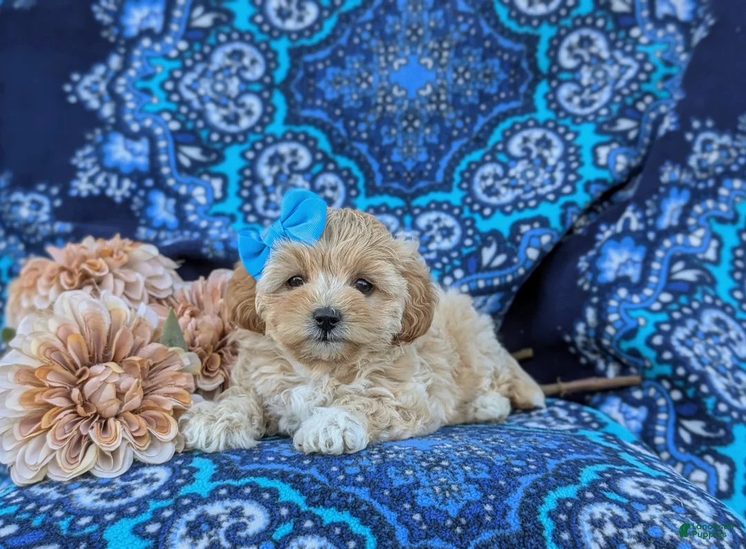 Maltipoo dogs for sale: Tiahna 9 lbs Full Grown - Ad 6