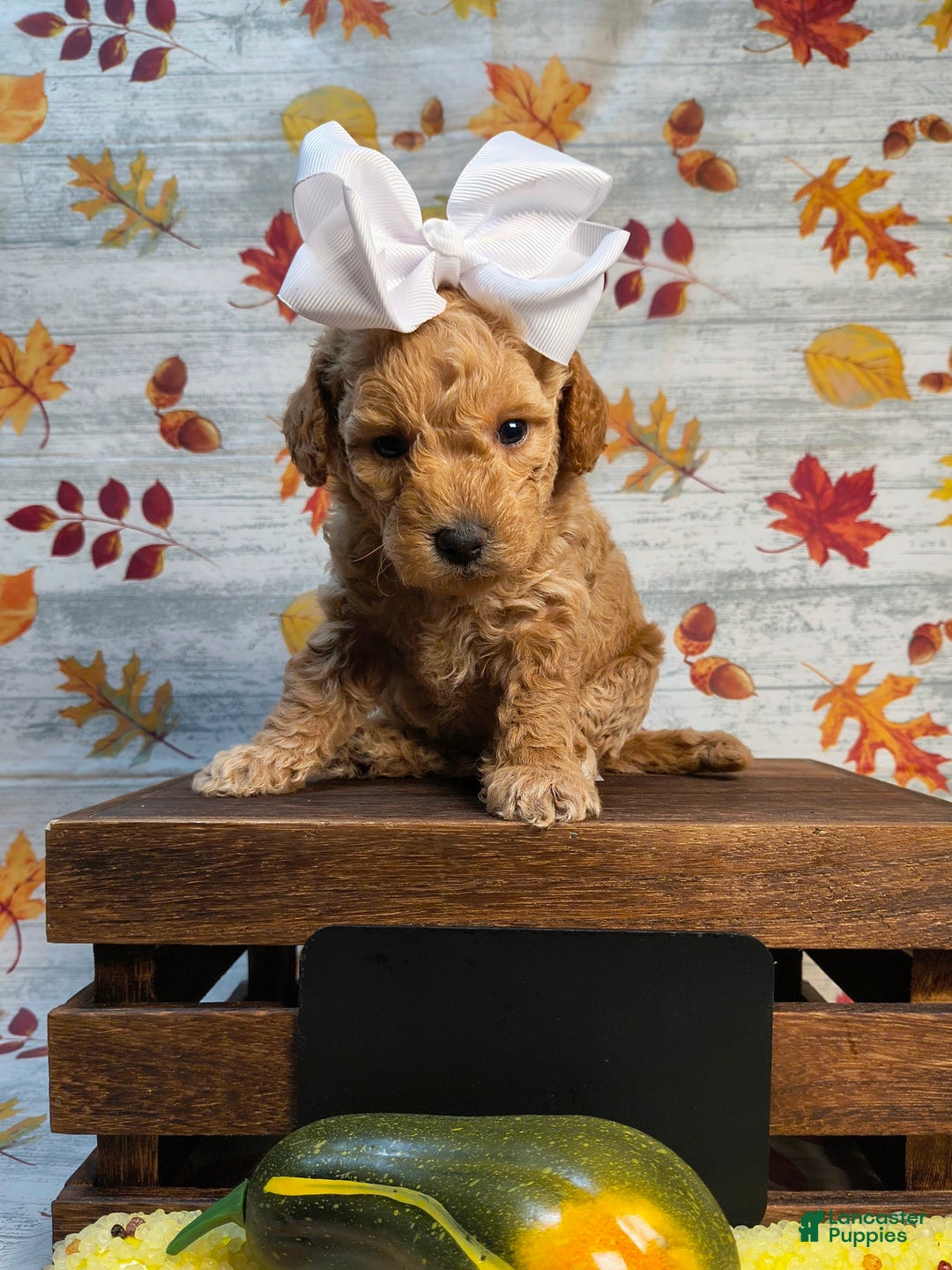 Mini Goldendoodle dogs for sale: Aplecrisp  - Ad 2